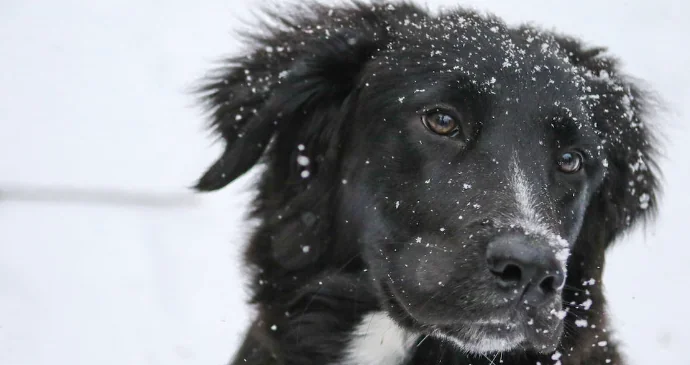Proteggere i cani dal freddo, ecco come